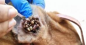 How to Remove All Ticks From Your Dog, Save and Care Your Dog From Ticks Bitten #2, dog ticks here
