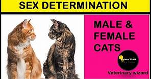 Male or female? II Tell the difference of male and Female Kitten II Determine gender of your kitten