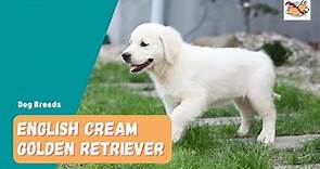 English Cream Golden Retriever: A Complete Visual Guide To This Stunning Dog!