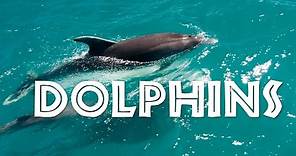 All About Dolphins for Kids: Dolphins for Children - FreeSchool