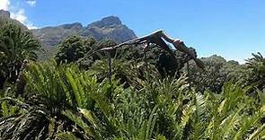 Kirstenbosch Gardens, Cape Town South Africa