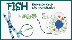 Fluorescence In Situ Hybridization (FISH) || Application of FISH || Clinical relevance of FISH