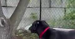 Check out this video that... - Paws Crossed Animal Rescue