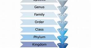 Classification system