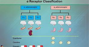 Alpha Adrenergic Receptors: Alpha-1 & Alpha-2