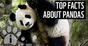 Top facts about giant pandas | WWF