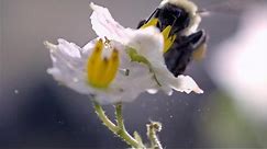 Slo-Mo Footage of a Bumble Bee Dislodging Pollen