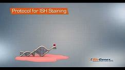 In Situ Hybridization (ISH) Nucleic Acid retrieval - Principle, technique and Protocol