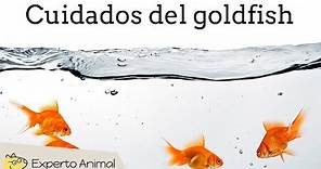 Cuidados del goldfish