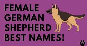 Female German Shepherd Names - 43 Great Ideas!!! | Names