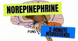 2-Minute Neuroscience: Norepinephrine