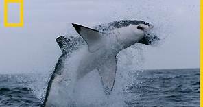 Tiburones 101 | National Geographic en Español