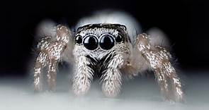 How Strong Are Spiders? Relative Strength Compared to Humans and Other Animals