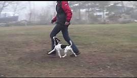 Parson Russell Terrier Obedience Unterordnung