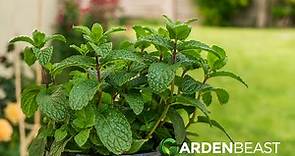 Peppermint Guide: How to Grow and Care for 'Mentha × piperita'