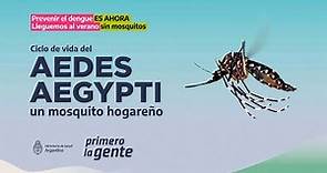 ¿Cómo es el ciclo de vida del mosquito del dengue?
