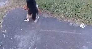 Street Dog breeding In Field Animal breeding Season online video cutter com