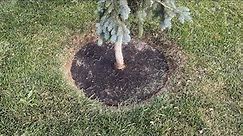 Instead of Using Mulch, Use This!