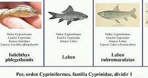 Pez, orden Cypriniformes, familia Cyprinidae, dividir 2 labeo labeobarbus hypselobarbus lepidomeda