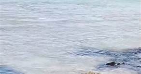 Motherly Love: Kauai Monk Seal Reunites with Pup ||  Heartsome