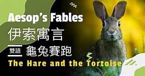 【伊索寓言】雙語故事『龜兔賽跑』[聽Elly學英文][伊索寓言][英文故事][雙語故事][Aesop's Fables][the hare and the tortoise]