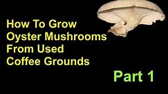 How To Grow Oyster Mushrooms From Used Coffee Grounds Cheap And Easy - Part 1