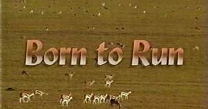Born to Run (1995)