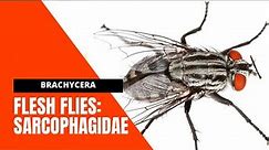 VET PARA 1 | Flesh flies (Diptera: SARCOPHAGIDAE) | Chapter 5.2.4 (Student Output)