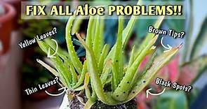 FIX All Aloe PROBLEMS // Aloe Vera Plant Care// Aloe Vera Turning BROWN
