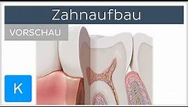 Aufbau des Zahns (Vorschau) - Anatomie des Menschen | Kenhub