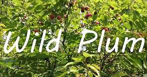 Wild Plum - Identifying & Foraging American Plum (Prunus americana)