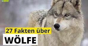 27 Steckbrief-Fakten über Wölfe - Doku-Wissen über Tiere - für Kinder