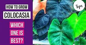 How to grow Colocasia + which one is best?