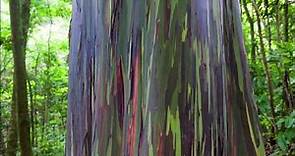 Eucalyptus rainbow