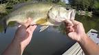 BASS FISHING at Fountainhead AND Burke Lake In Fairfax Virginia!