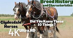 10 Things About Clydesdale Horses You Did Not Know | Narrated by SoTheAdventure