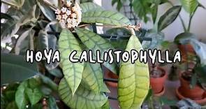 HOYA CALLISTOPHYLLA CARE AND TRICKS TO GET FLOWERS | Propagation Too.