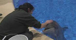 Several bottlenose dolphins return to newly renovated habitat at Brookfield Zoo
