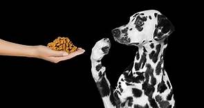 10 Dog Food Brands With Most Recalls Ever
