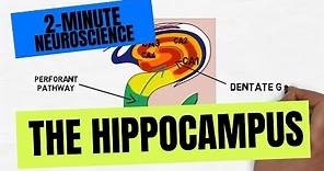 2-Minute Neuroscience: The Hippocampus
