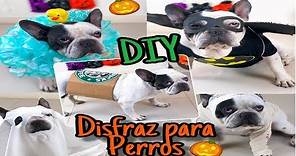 5 DISFRACES PARA PERRITOS - DIY - HALLOWEEN🎃👻🎃