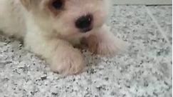 Tiny Toy Poodle Puppy (Male) For Sale 1
