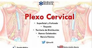 Anatomía - Plexo Cervical (Superficial y Profundo, Ramos Colaterales, Nervio Frénico y Asa Cervical)