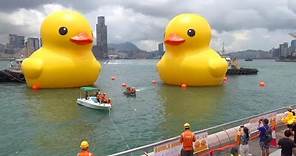 59-Foot-Tall Rubber Ducks Float on Harbor