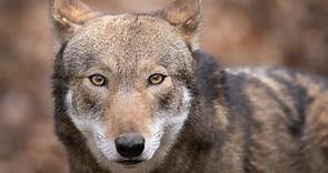 The Absolute Best List of Wolf Names