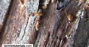 Termite Identification