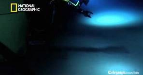James Cameron's first footage from the deep sea floor