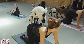 So...We Gave Goat Yoga a Try