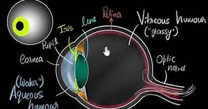 Parts of the eye | Human eye & the colourful world | Khan Academy