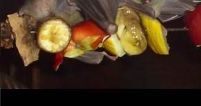 Egyptian Fruit Bat | Species Fact Card